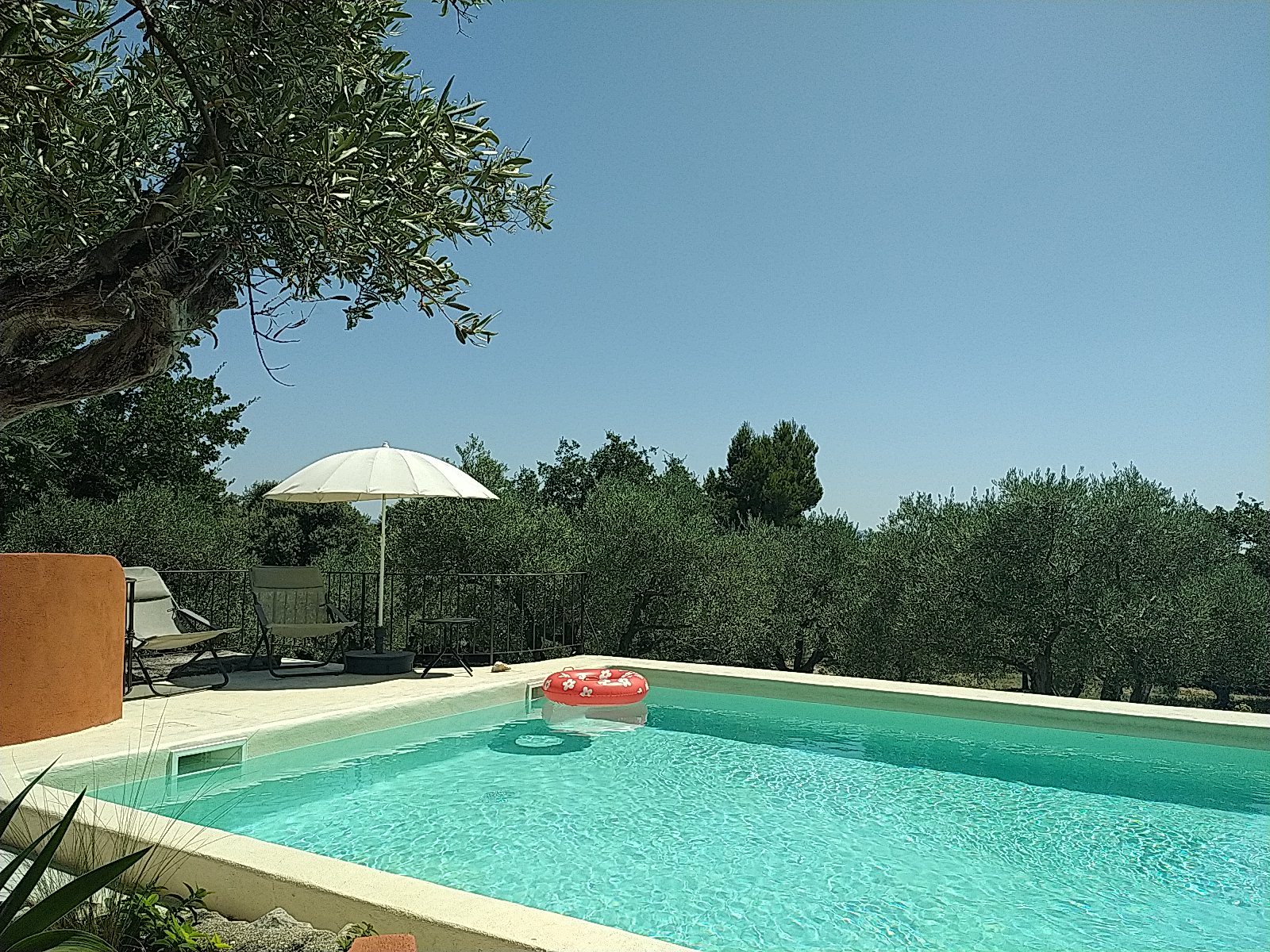 Piscine avec transat au coeur de l'oliveraie