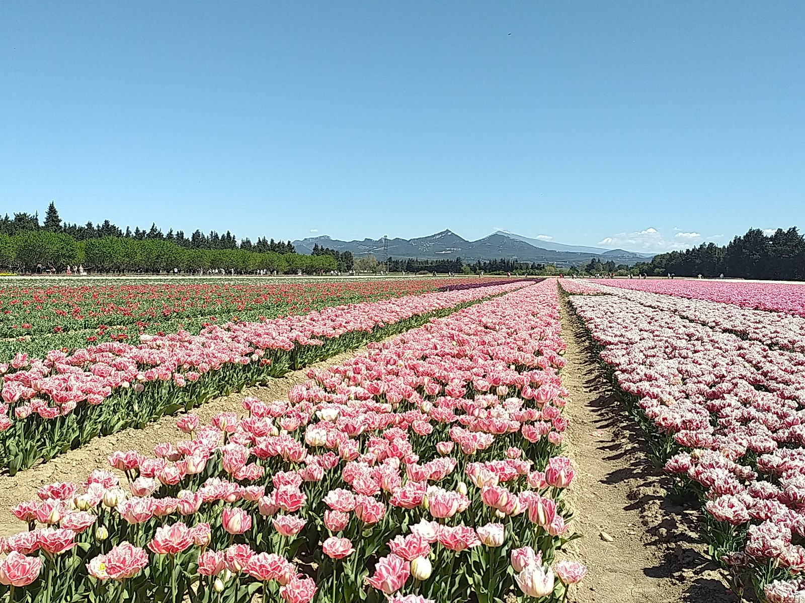 Champs de tulipes et Dentelles de Montmirail et Mont Ventoux au fond